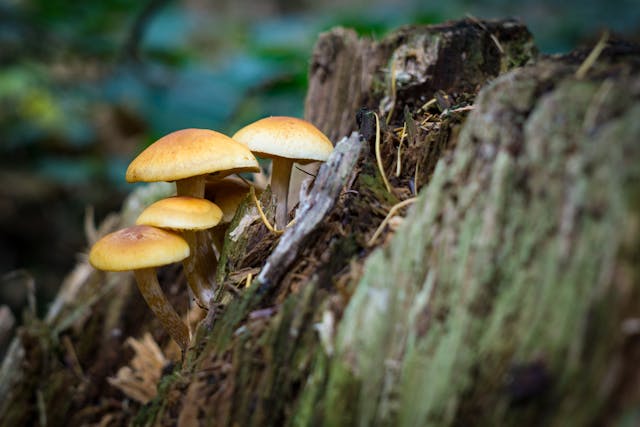 mushroom caps on a moldy log