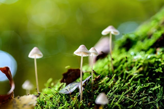 white mushrooms outside