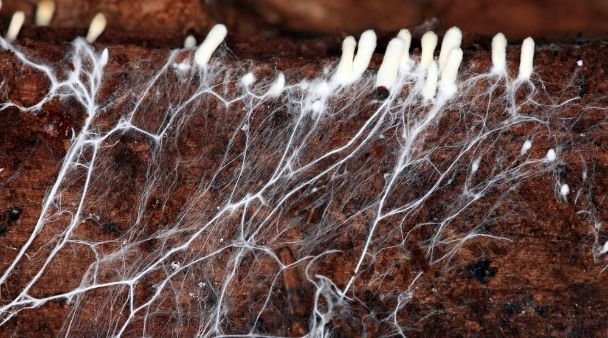 long white mold roots