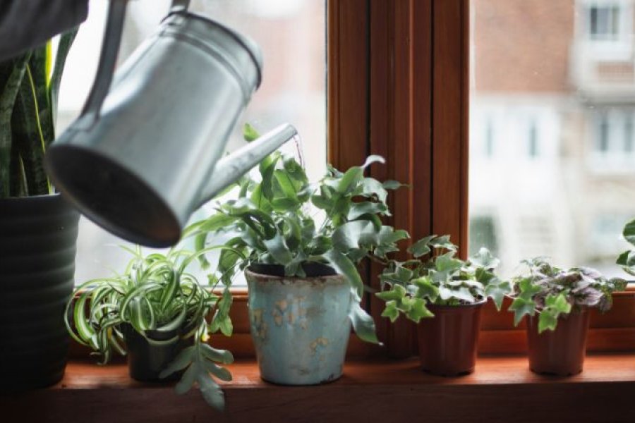 Preventing or Removing Mold From Houseplants