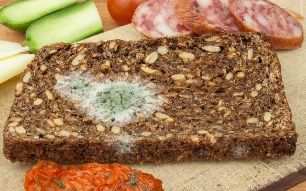 mold can also be ingested by eating spoiled food