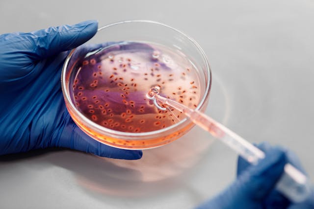 person using gloves suctioning a petri dish