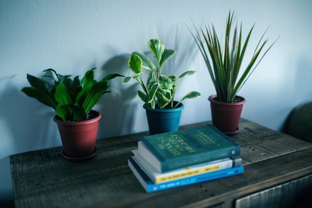 three houseplants next to a stack of books
