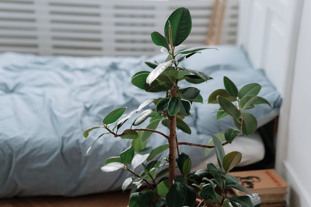 plant next to a bed